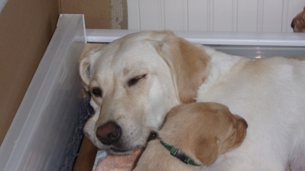 labrador puppies for sale on gumtree